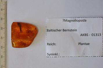 Vorschaubild Bernstein m. 2 Pflanzenresten